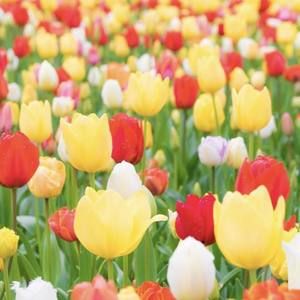 Meet your Posher, Olga